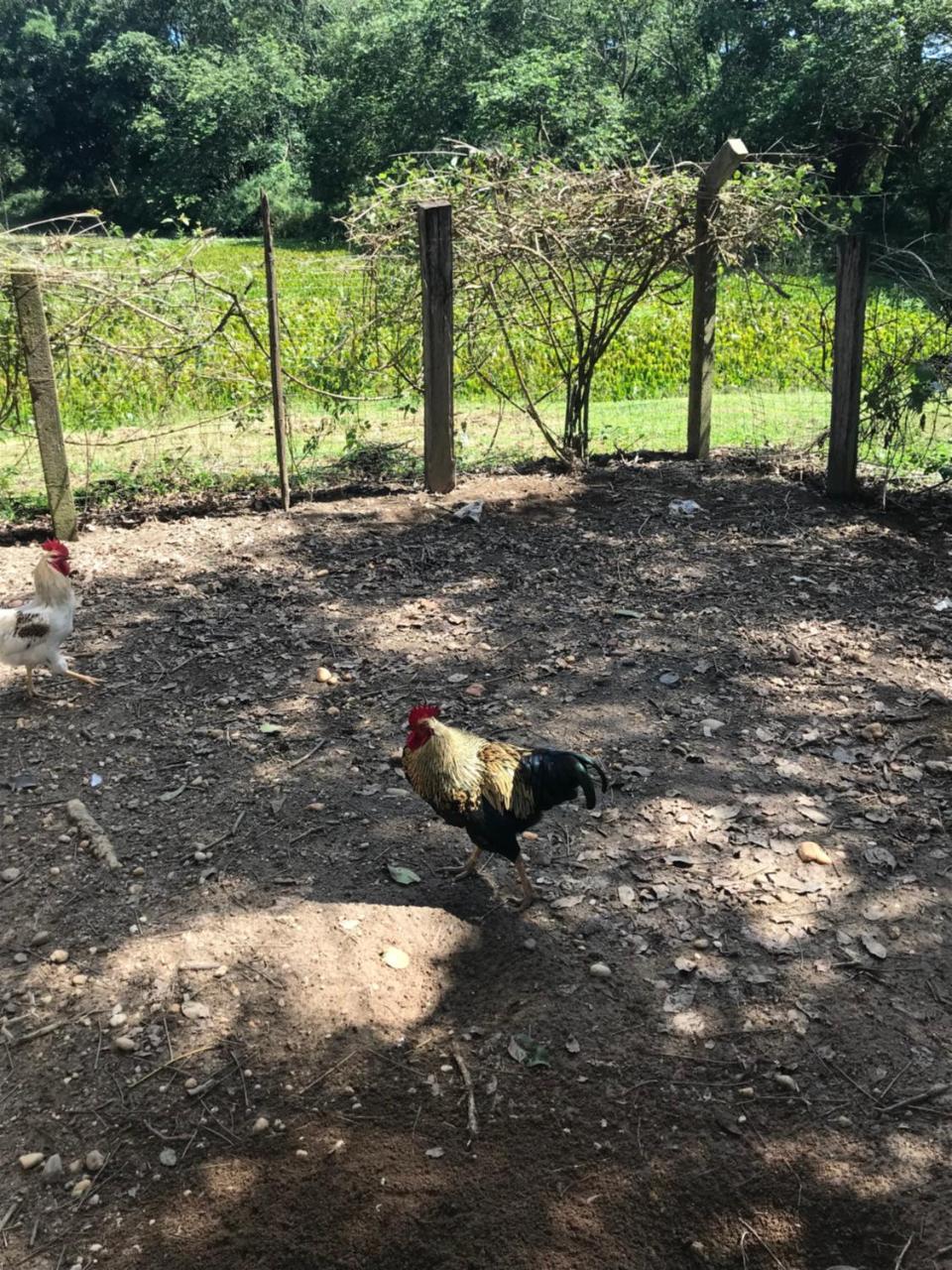 Fazenda Quinta Da Esperança- E Lazer Estalagem Tiradentes